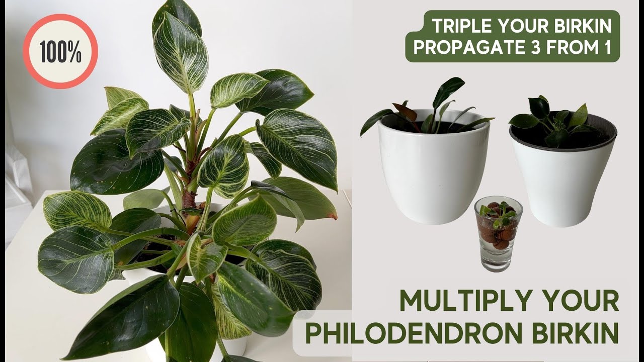 Multiply Your Birkin! 🌱 How to Propagate Philodendron Birkin in Water and Soil