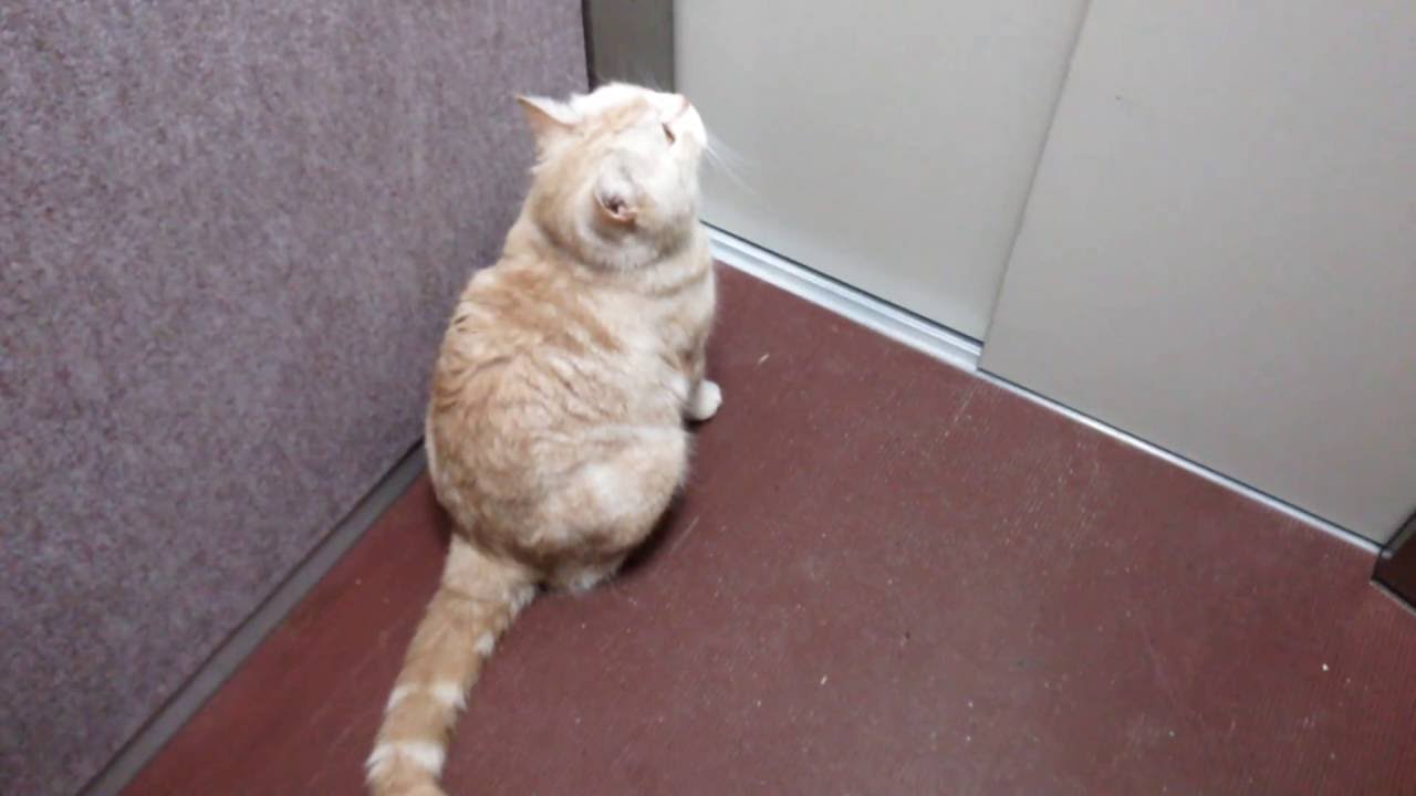 Cat Elevator