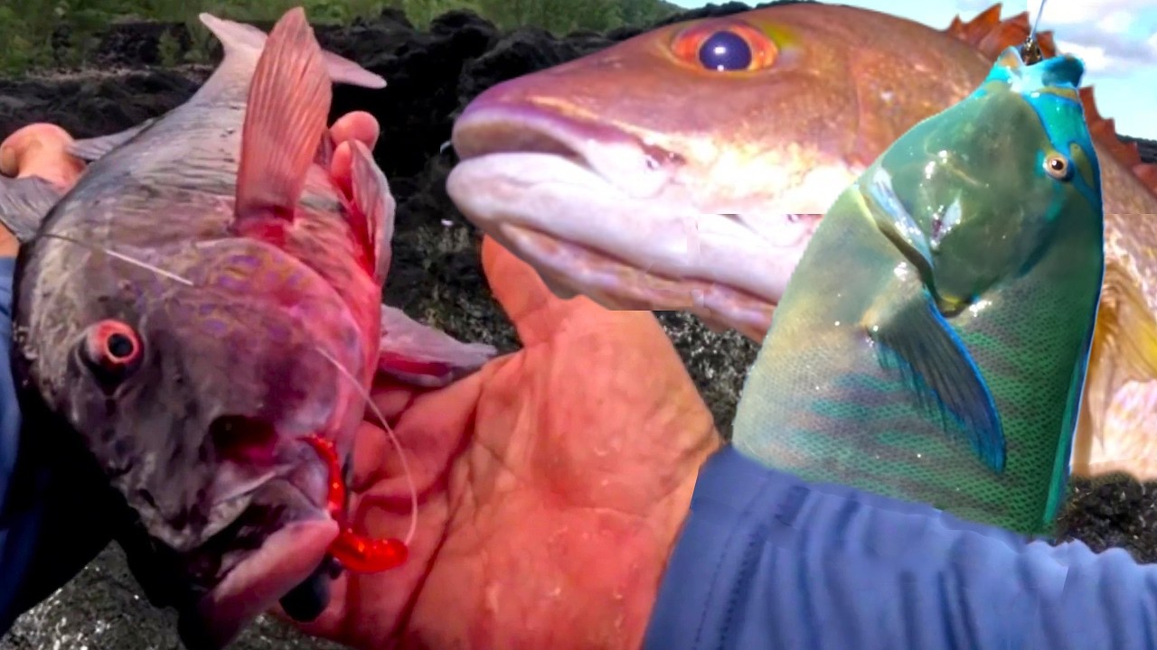 Pêche en Bord de Mer au Leurre.. Gros Poisson Appât en Dérive  à la Réunion974 🐟