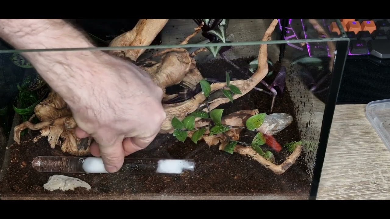 Nowe mr&oacute;wki w hodowli !!!!