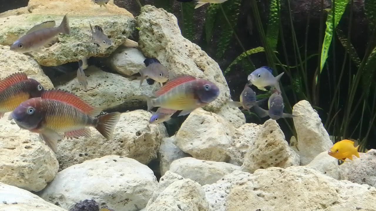 Tropheus moorii red rainbow Kasanga