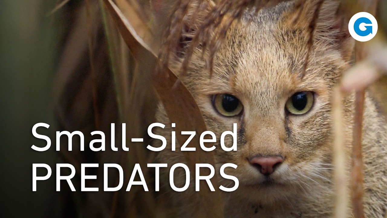 Little Cats, Big Personalities | Full Wildlife Documentary