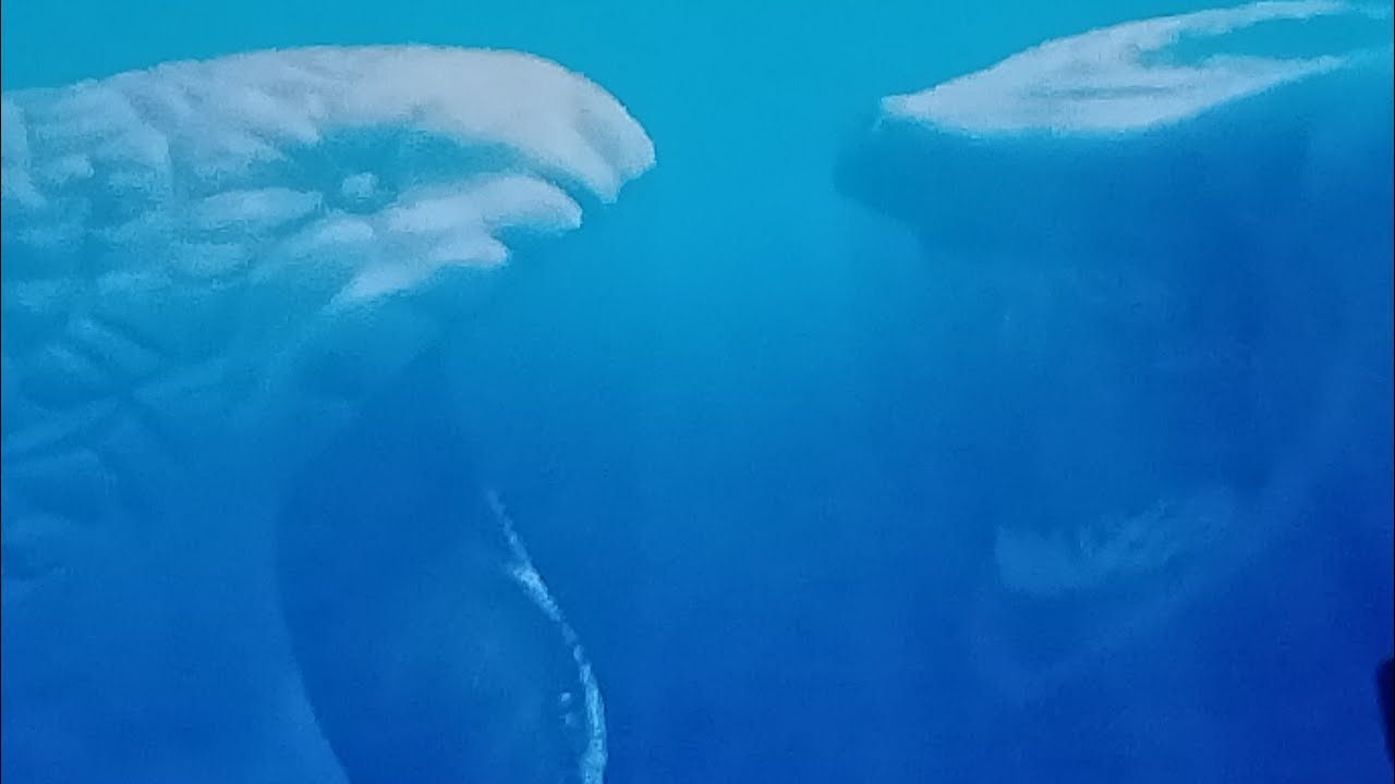 Bloop verses vs el grand majã (extended version)