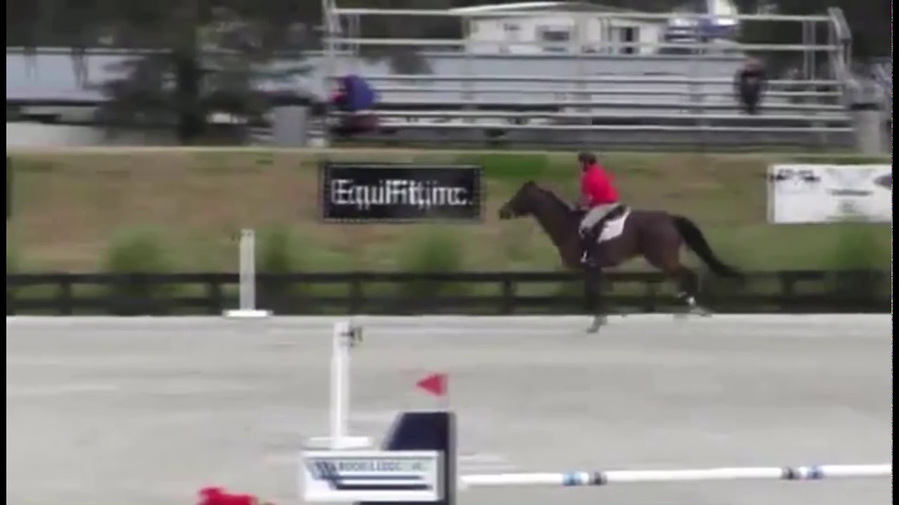 12YO, 16.2H Zangersheide gelding, jumping 1m40 class