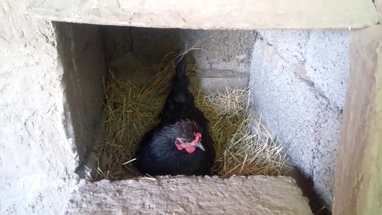 Тауқты күштеп күрк қылу 2-бөлім