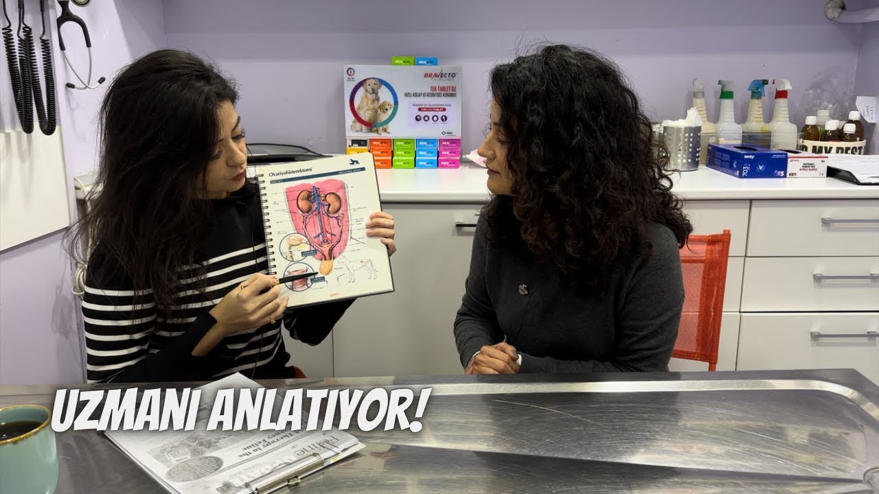 Kedilerin çoğunu gizli gizli tüketen bir hastalık: Böbrek yetmezliği‼️