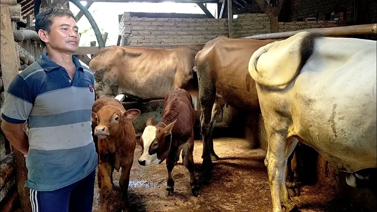 breeding modal 1 ekor, hasilkan puluhan ekor ternyata ada pedet super nya