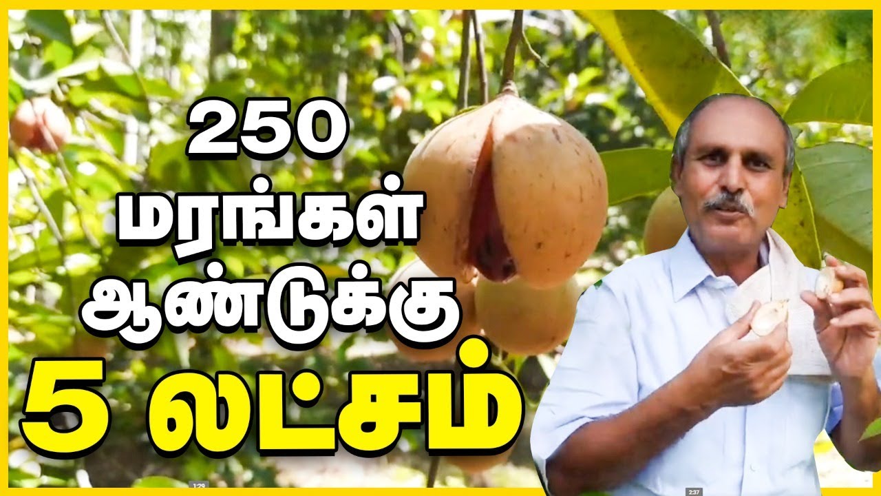 தென்னையில் ஊடுபயிர் கொடுக்கும் உன்னத லாபம்!
