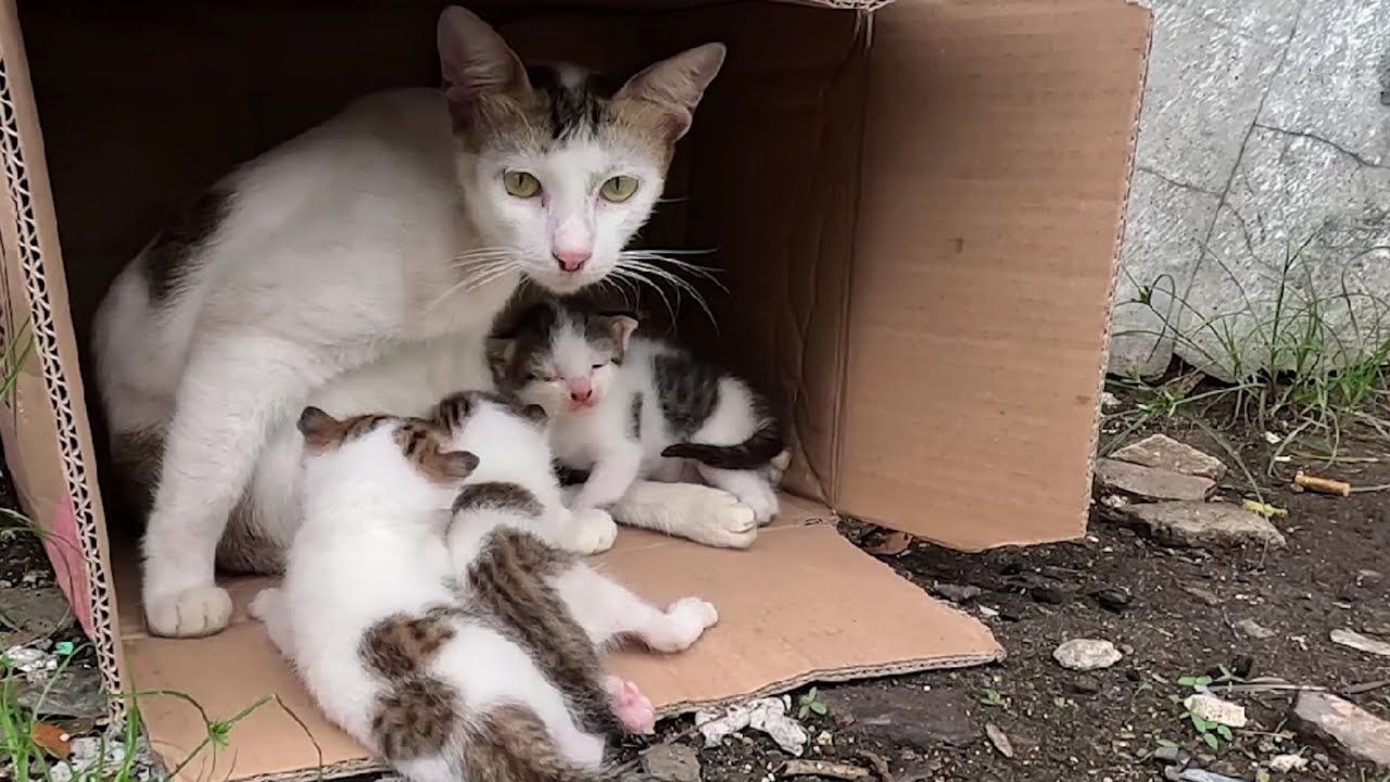 Tearful Eyes, Loving Hearts: The Story of Saving a Cat Family | Rescue Animals 