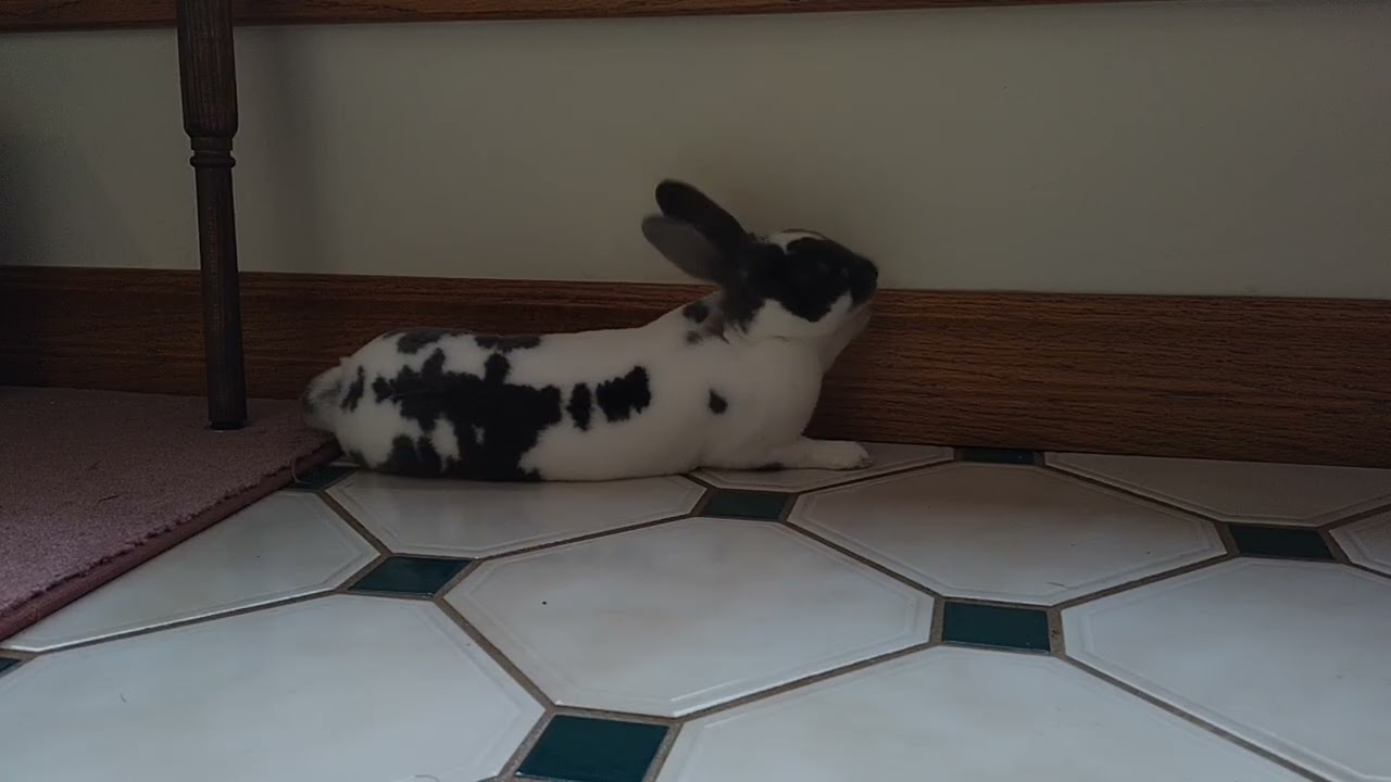 Trixie relaxing during Psalm 21