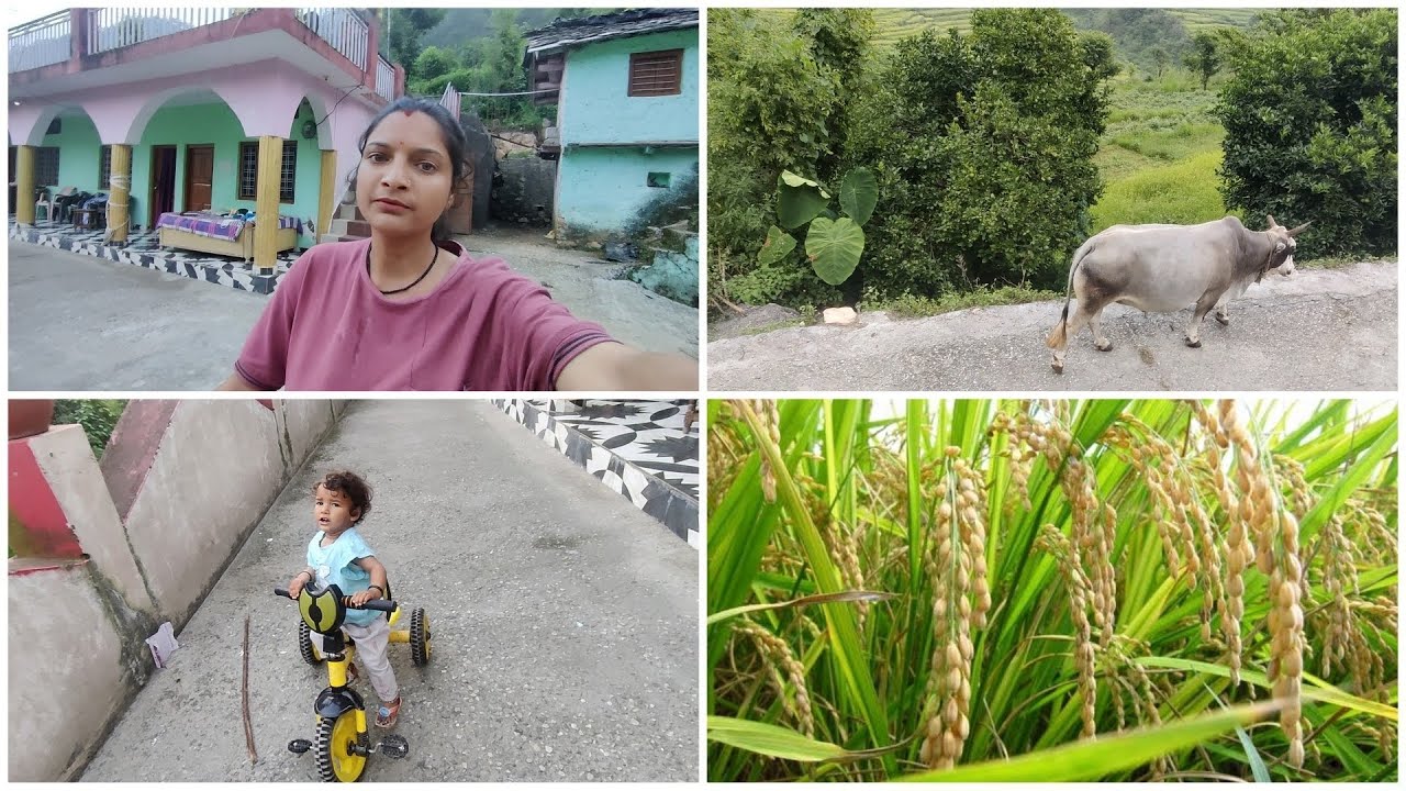 धान की कटाई शुरू होने वाली है | Indian village farming | Pahadi lifestyle vlogs
