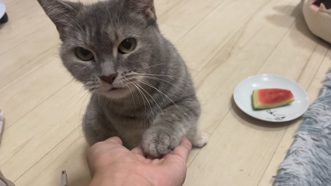 スイカをあげようとしたら猫はこうなりました