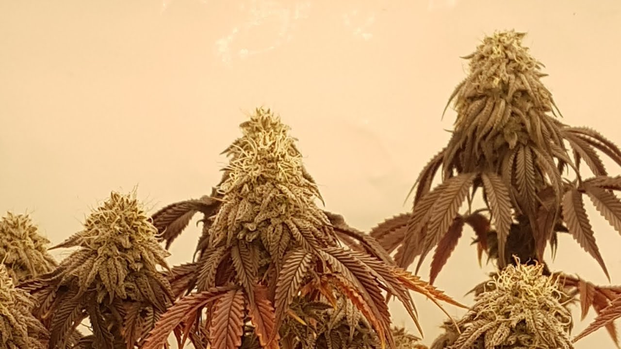 3 beauties ,Mimosa x Orange Punch,Kush n cookies CBD, Funky Skunk