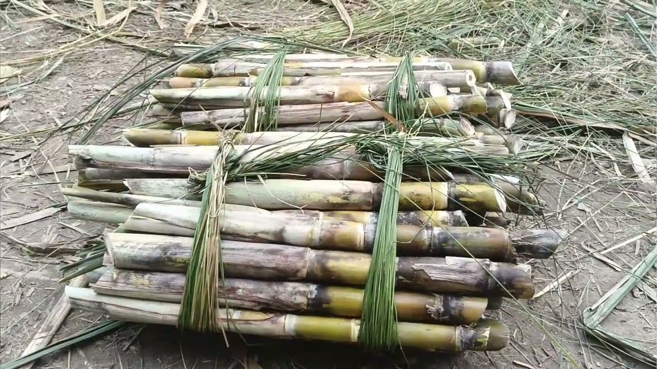   দেশি গন্ডারী মিষ্টি ভরপুর খেতে খুব মজা দেশি গন্ডারী ও গেন্ডারির চারা হাটবাজারে বিপুল চাহিদা। 