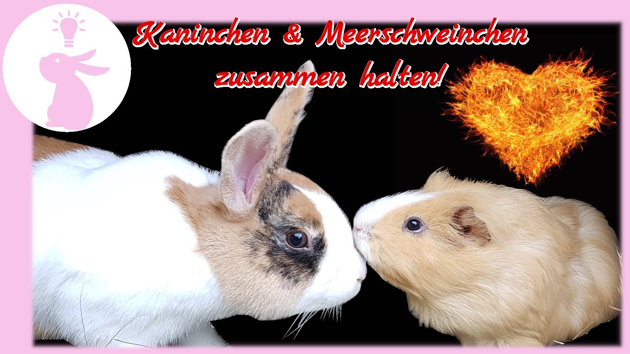 Kaninchen und Meerschweinchen zusammenhalten. So kann es gut funktionieren!