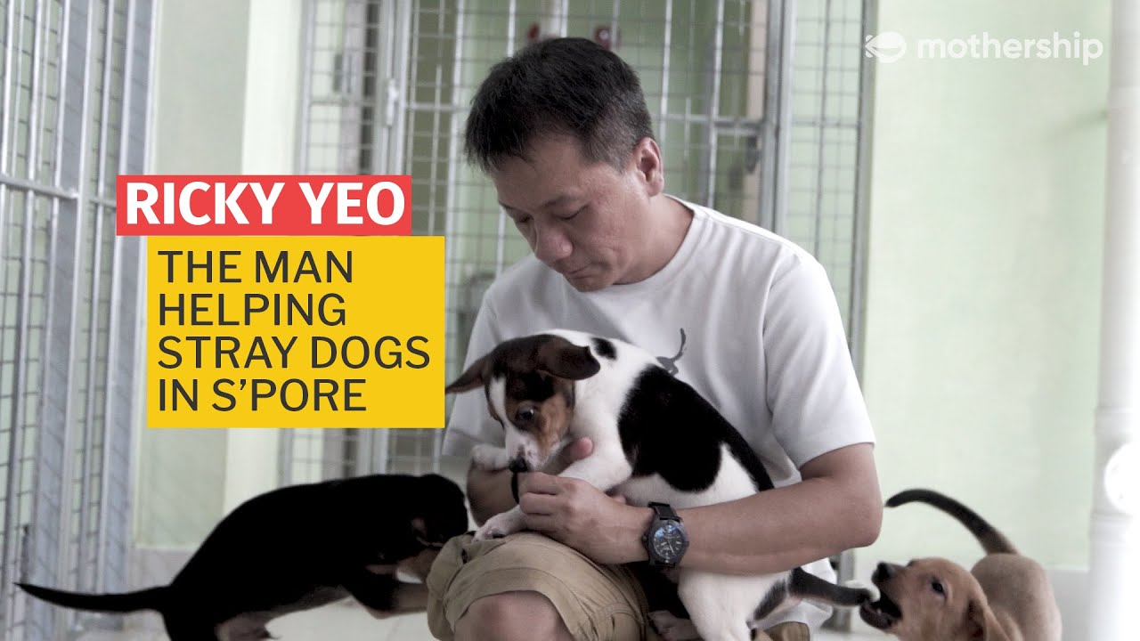 Finding Homes For Stray Dogs in Singapore