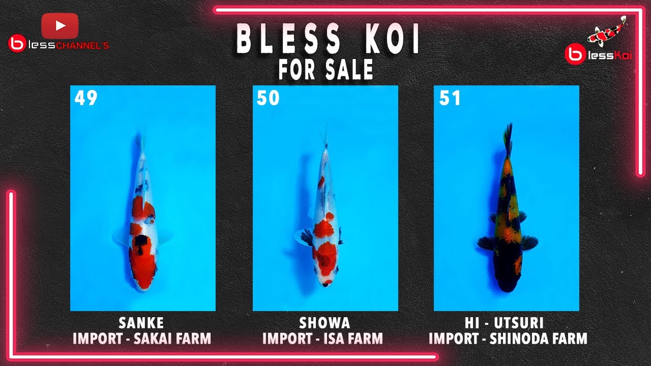 BLESS KOI FOR SALE || KOI IMPORT SANKE, SHOWA, HI-UTSURI