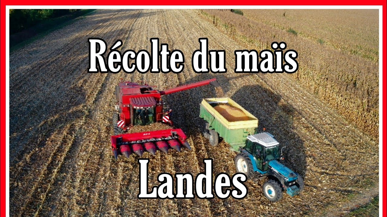 Récolte du maïs - Landes