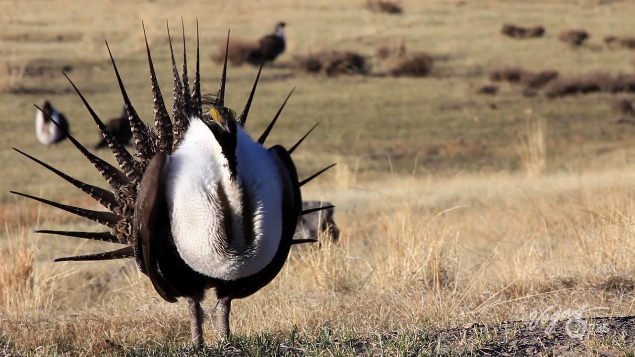 A Fascinating & Flamboyant Bird: How the Sage Grouse Beat the Odds | Outdoor Nevada
