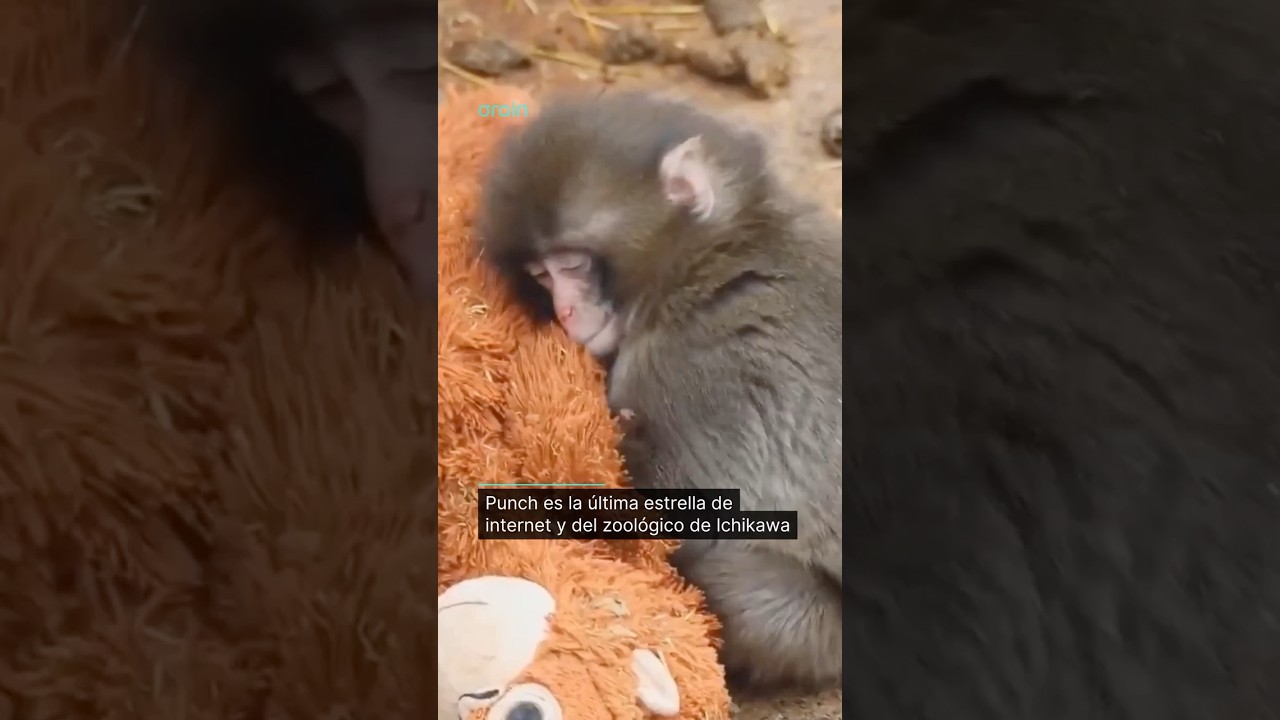 Macaco viral: Punch y su peluche ya son aceptados por la manada