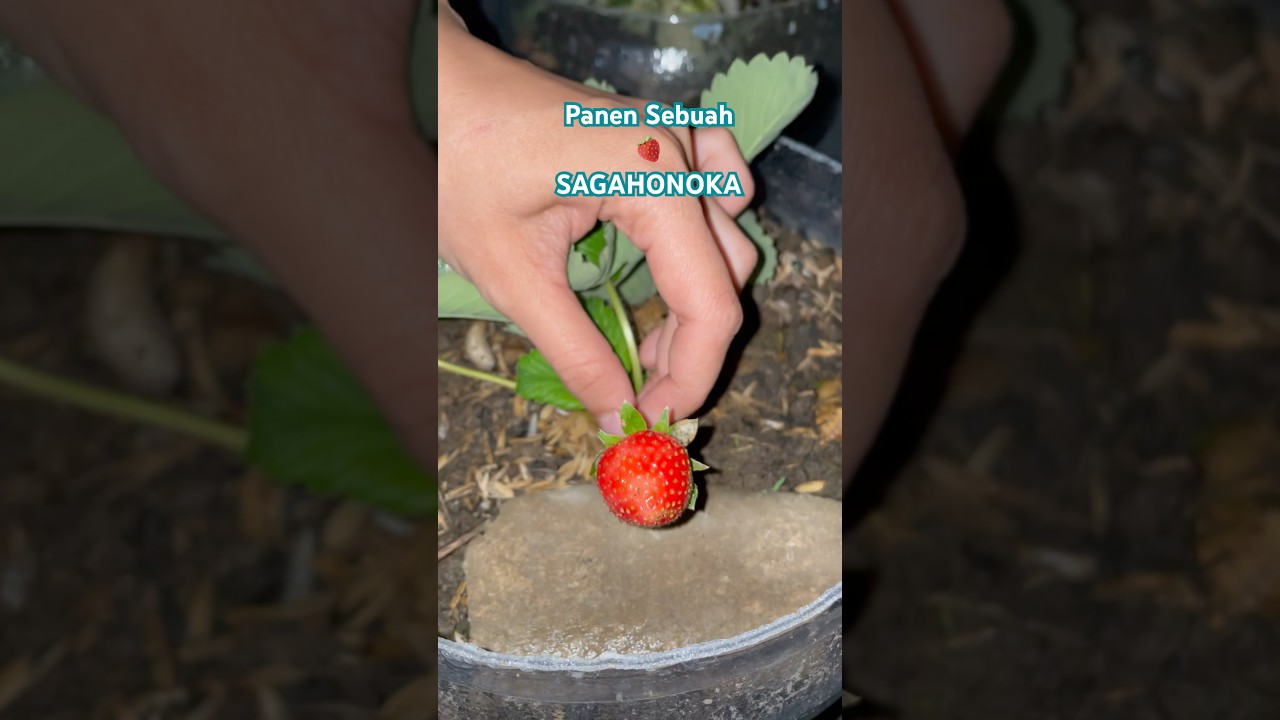 Panen 🍓 Sagahonoka #strawberry #stroberry #berkebundirumah