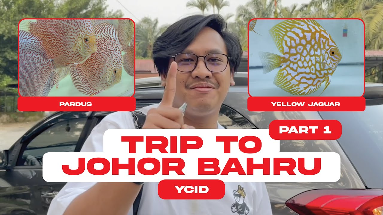 TRIP TO JOHOR BAHRU! NEW STRAIN, PARDUS PANTHERA DAN YELLOW JAGUAR!