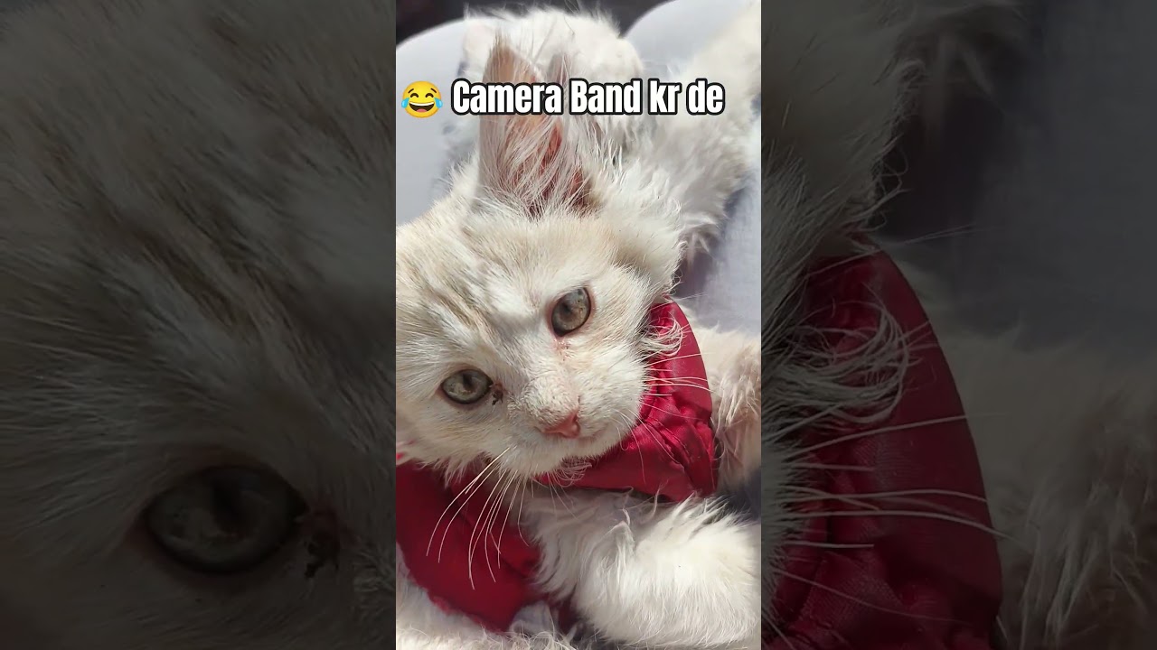 😂 Camera Band Kr dea 