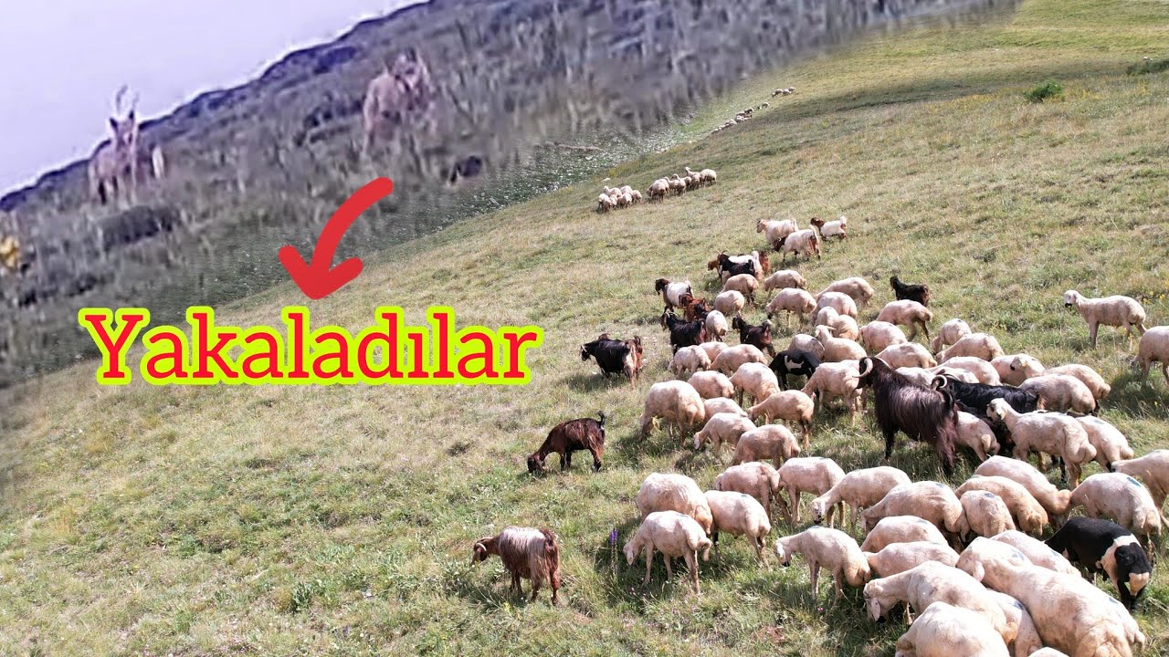 SÜRÜ BÖLÜNDÜ ~KURTLAR BU FIRSATI KAÇIRMADI ~DRONLA ARAMAYA ÇIKTIM