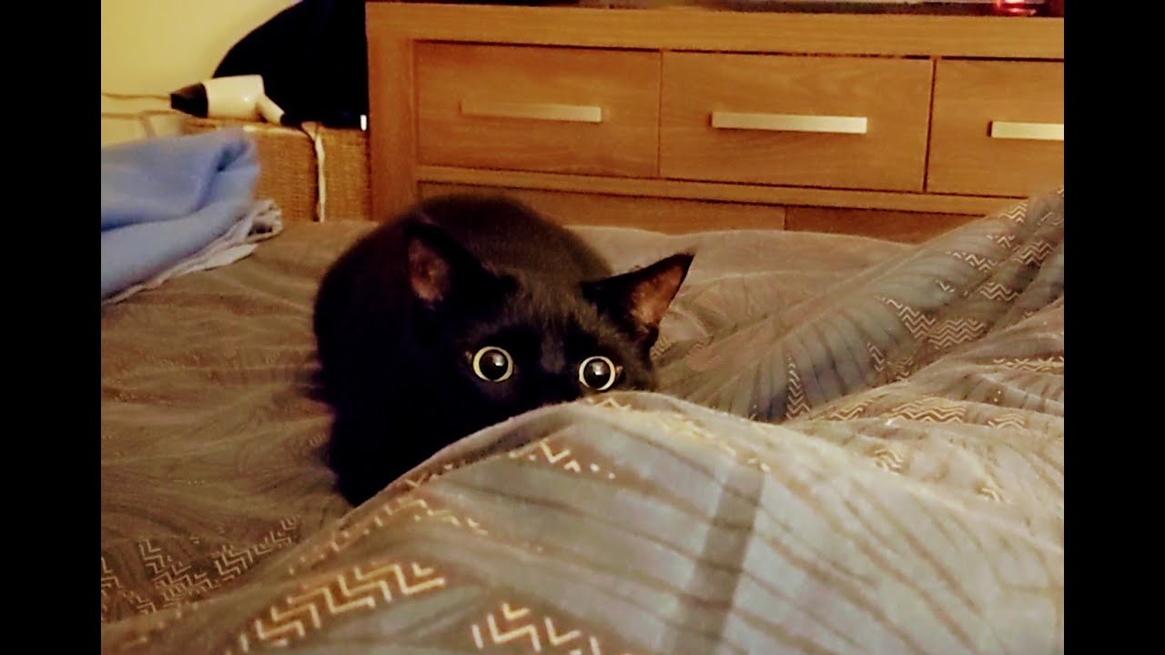 Cat Pouncing with Murder Eyes