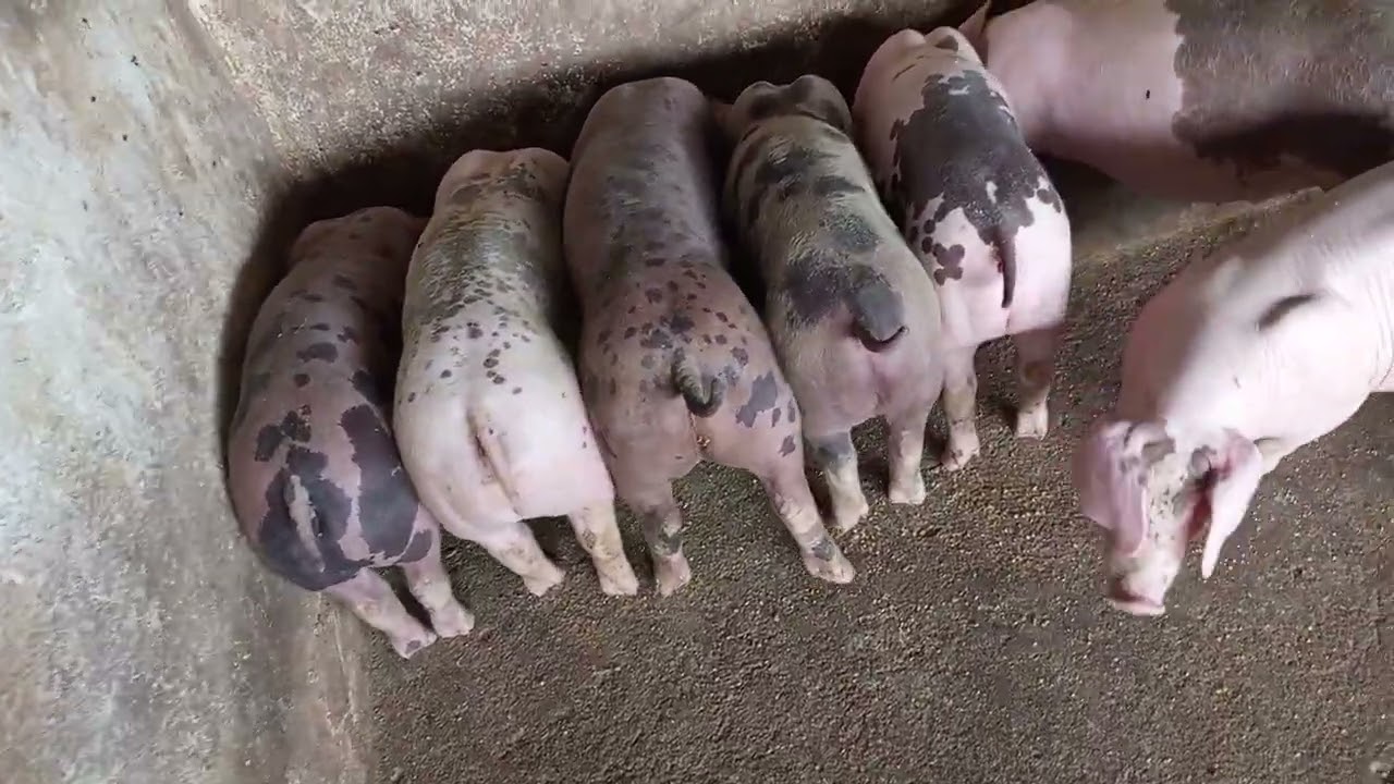 Hoje foi dia de aparta os porquinhos 