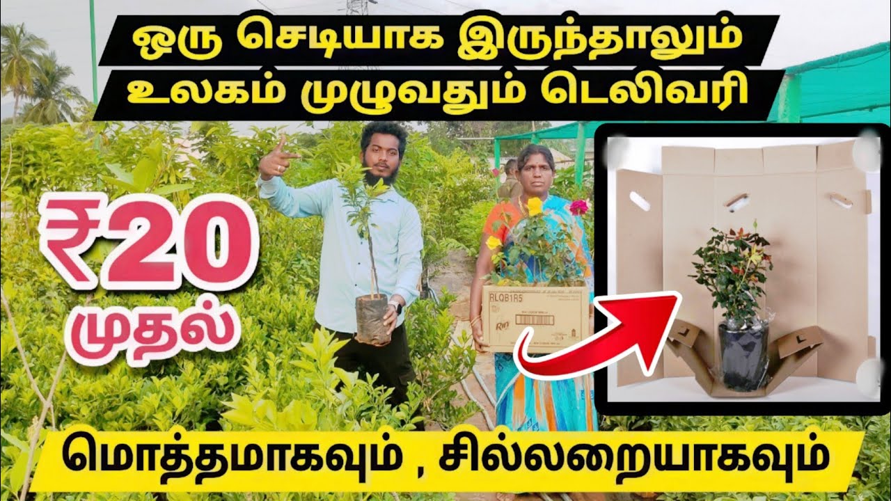 ஒரு செடியாக இருந்தாலும் டெலிவரி / Best and Cheapest Nursery online/ in door &out door planets