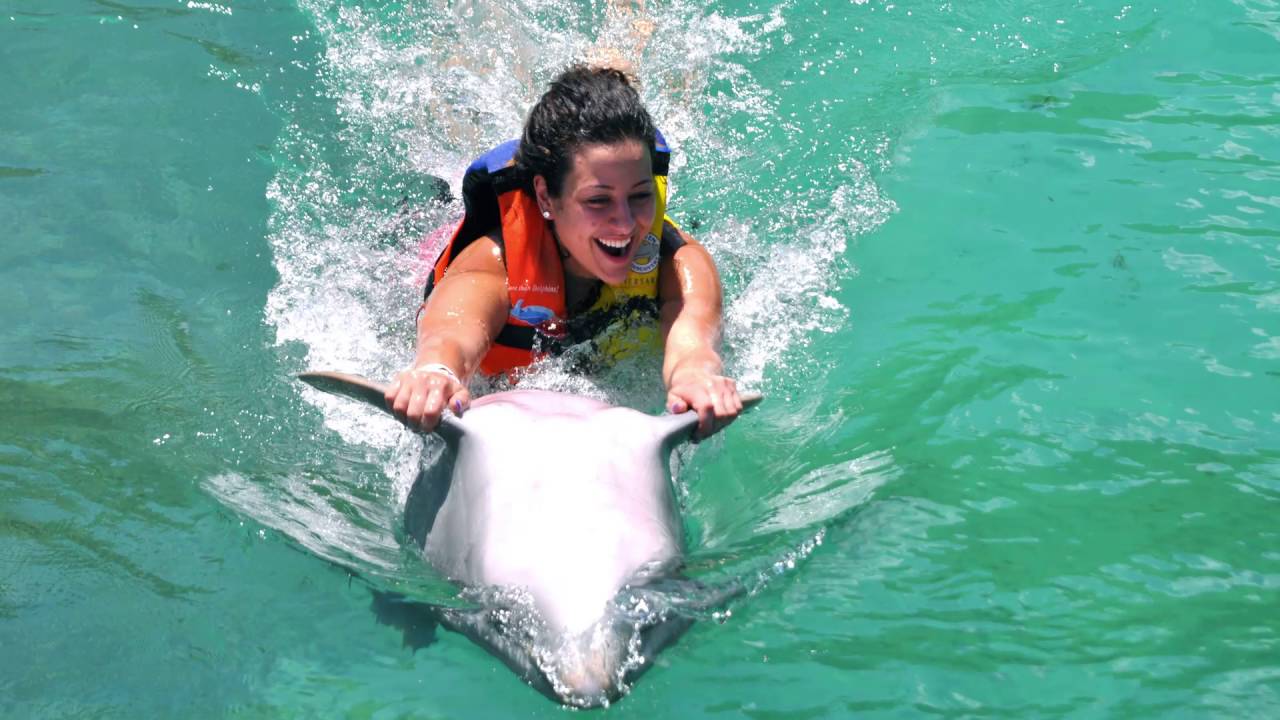 Dolphin Swim Adventure T&oacute;rtola | Dolphin Discovery
