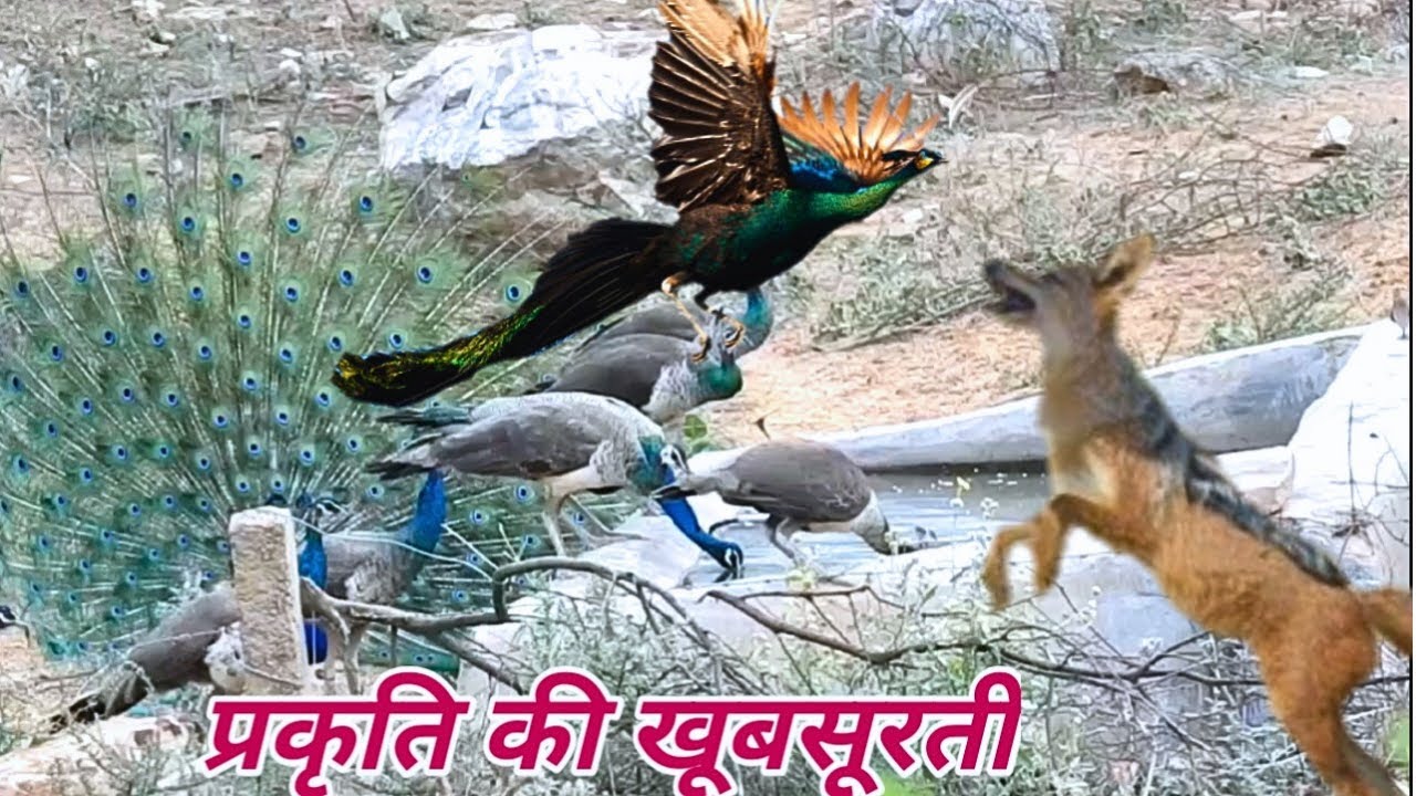 Wildlife Peacock and Jackal without Nilgai