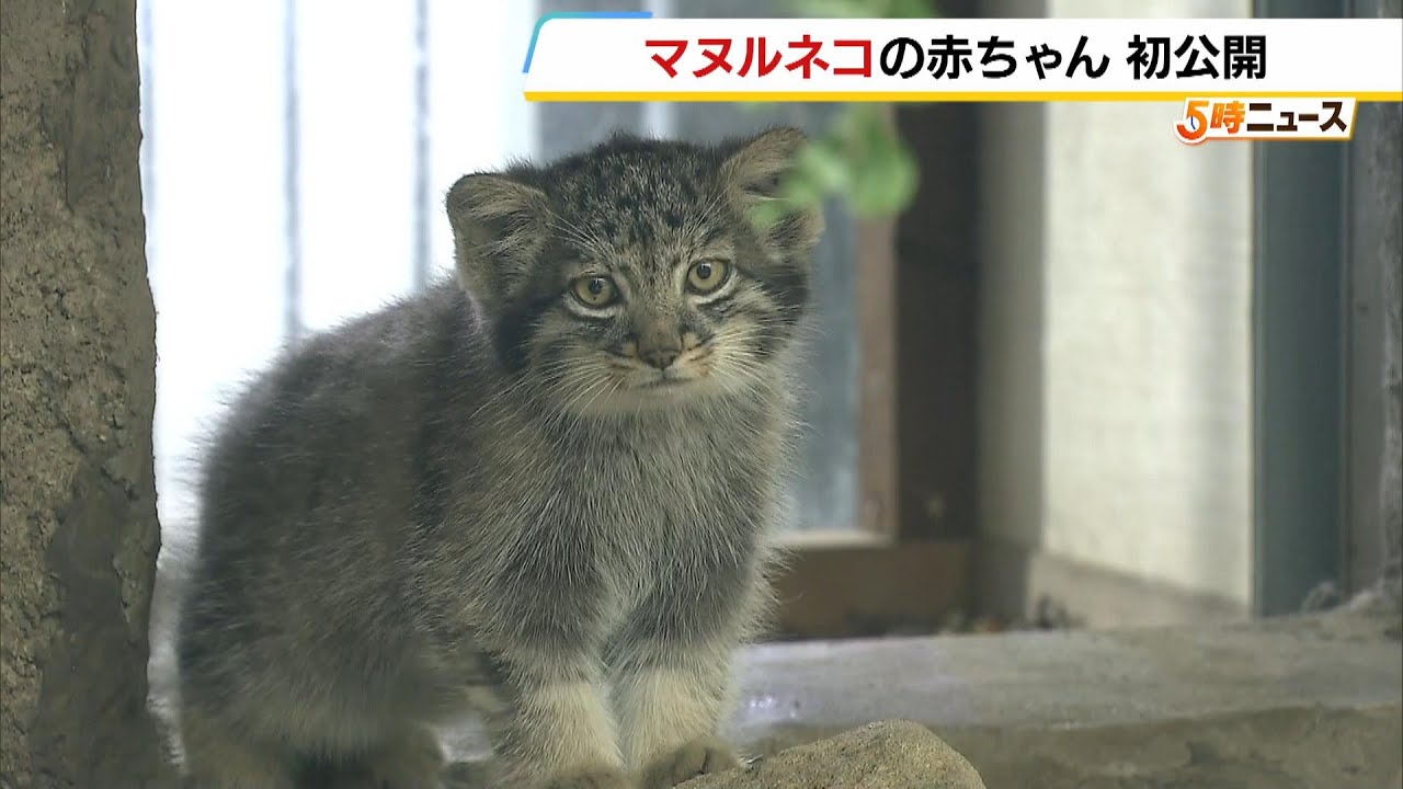 もふもふ「マヌルネコ」の赤ちゃん公開　中央アジアの砂漠などに生息し『世界最古のネコ』として人気　神戸どうぶつ王国（2024年6月21日）