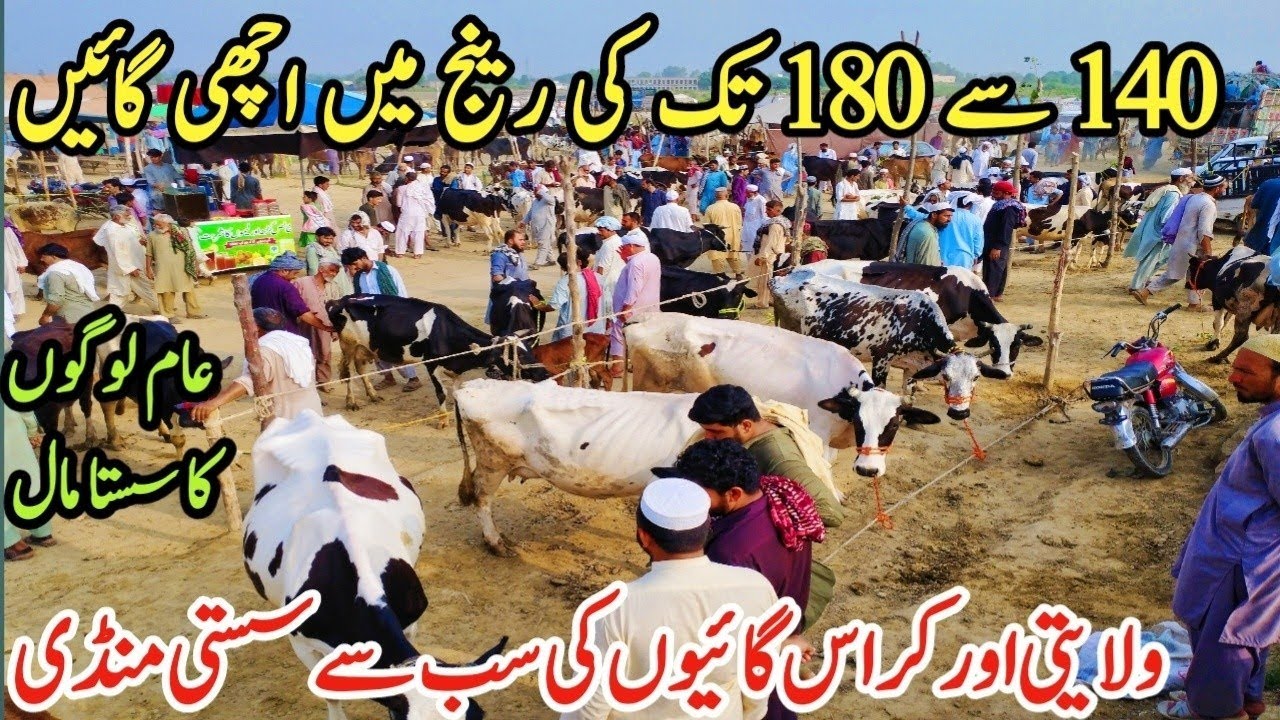 Gondal Mandi latest update 05Feb 2026!best Sahiwal cow for sale!jersey cow for sale latest!#cow#farm