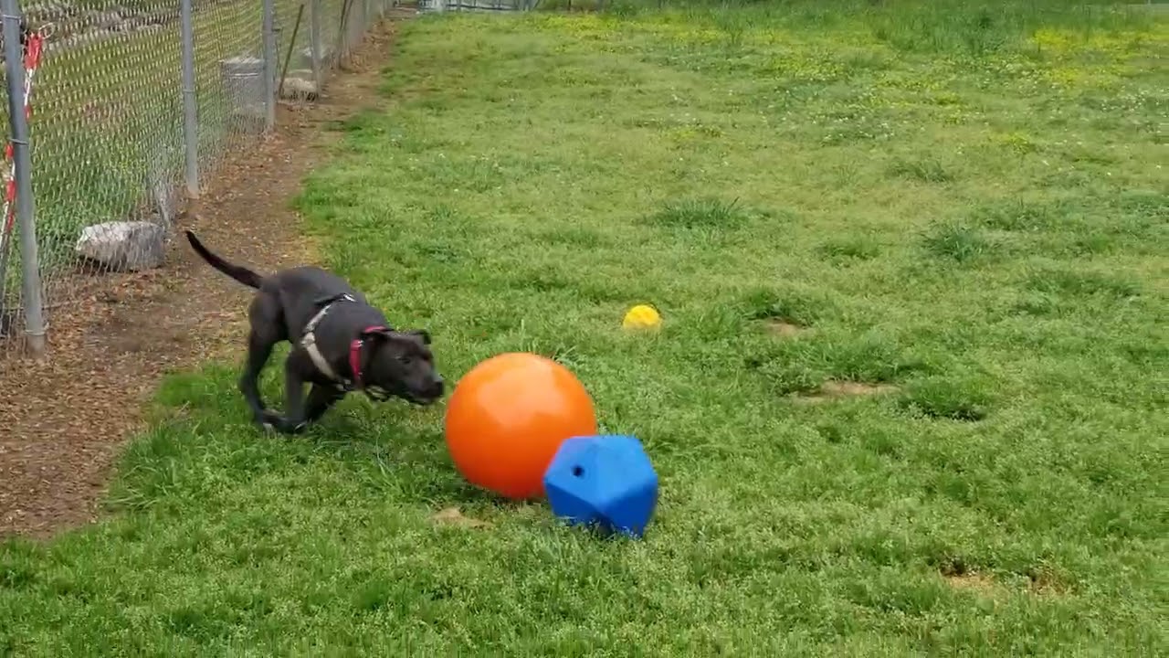 Mandy - Jolly Ball