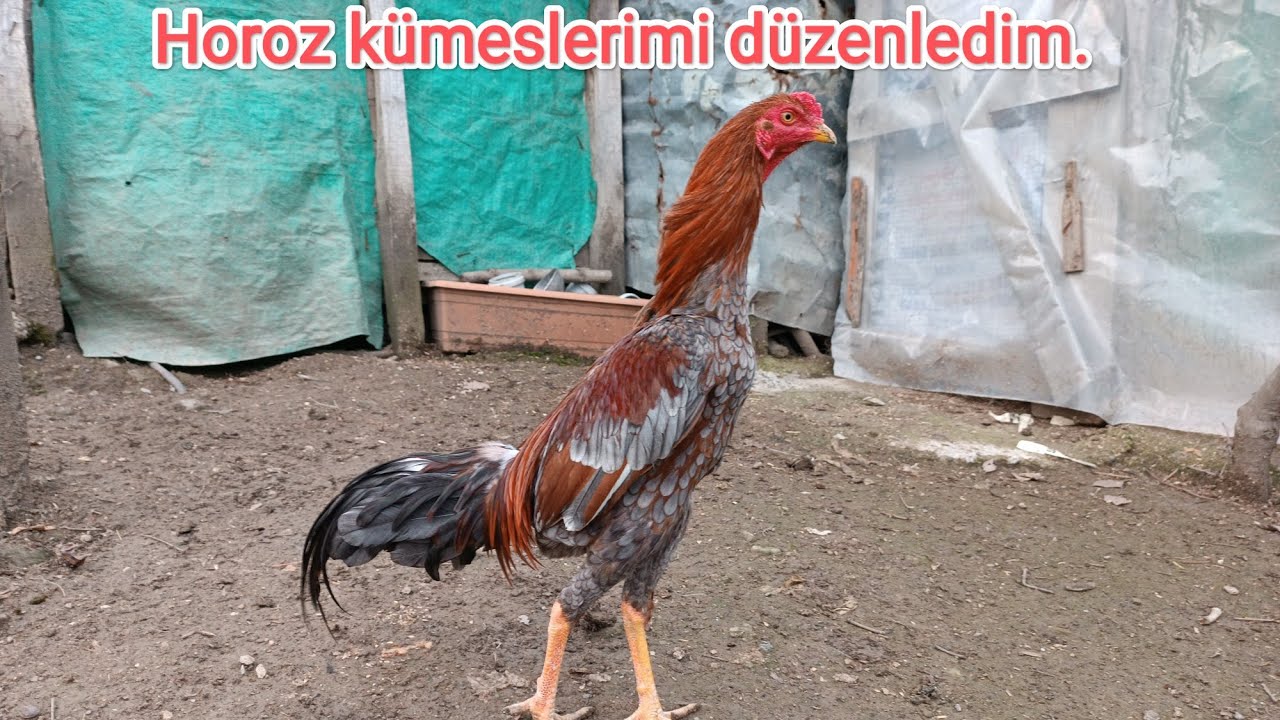 Horoz kümeslerimi düzenledim.Artık sorun yaşamam inşallah.
