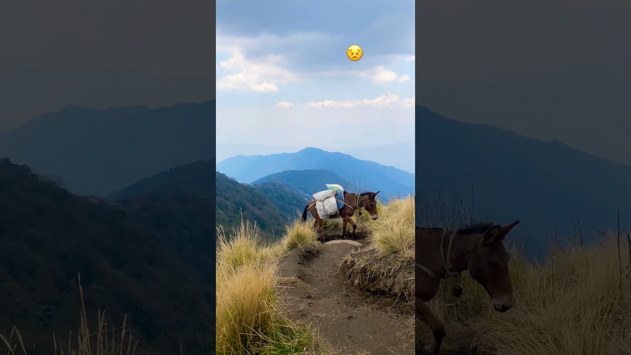 Oh no 😣😓 #sad #animals #donkey #mountains