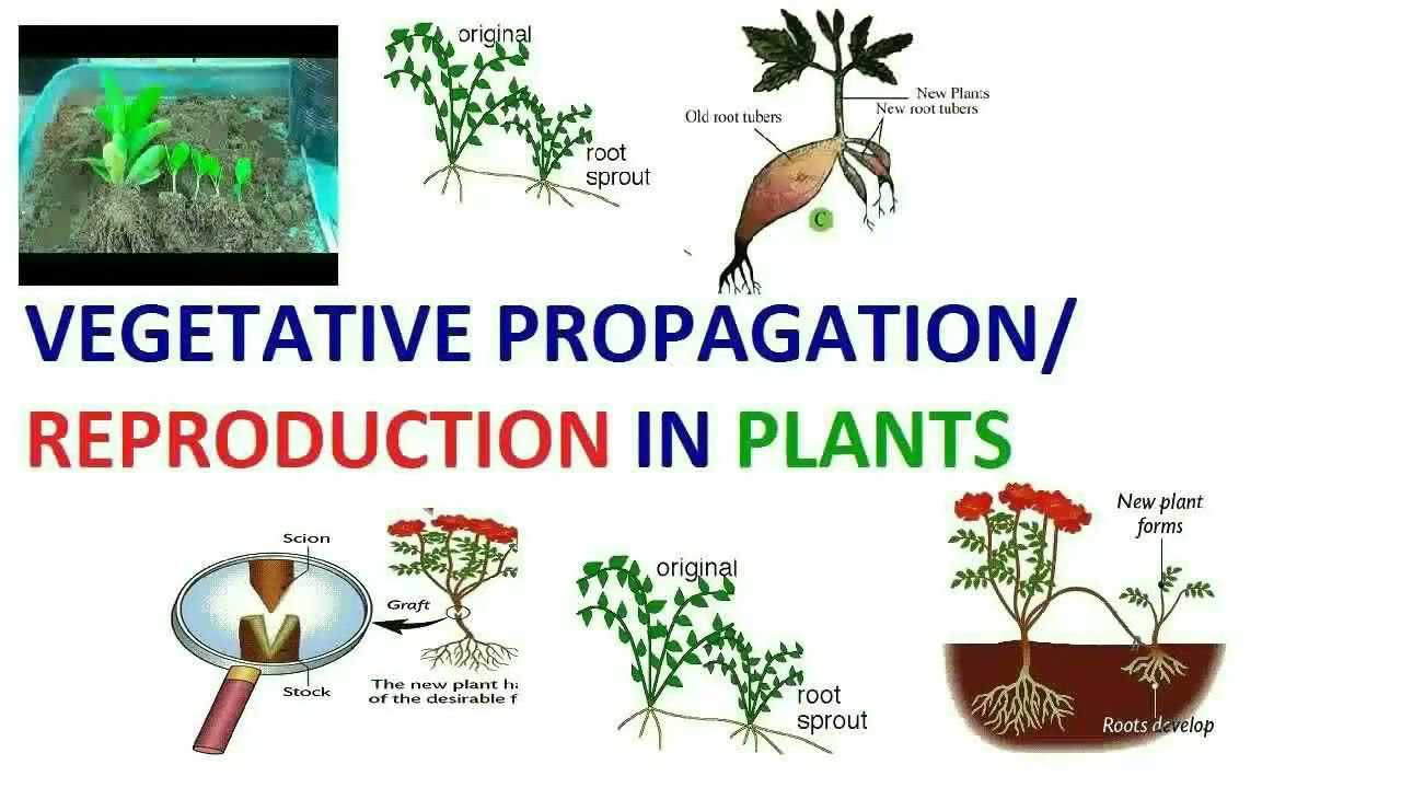 Vegetative Propagation | Natural And Artificial Vegetative Propagation