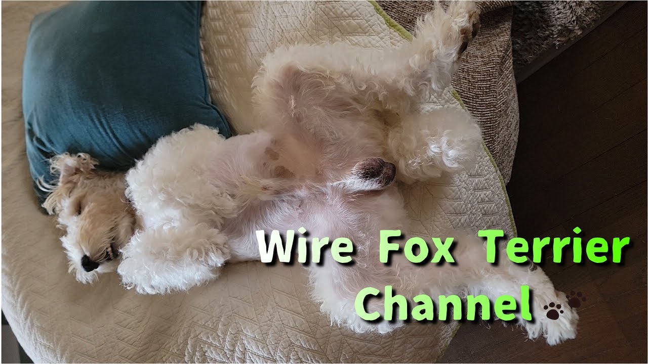 Wire fox terriers are talking dogs