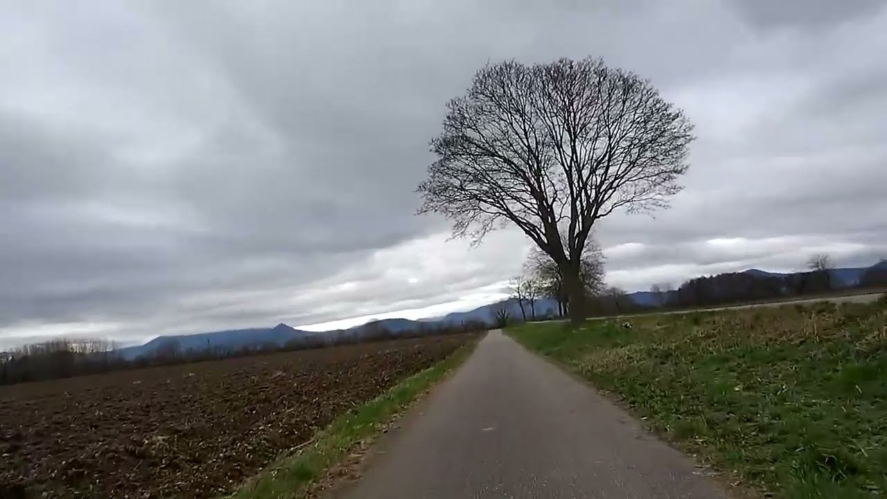 De Wittisheim à la maison de la nature de Muttersholtz Mardi 24 Février 2026 Vidéo@Monsieur.STOCKER​