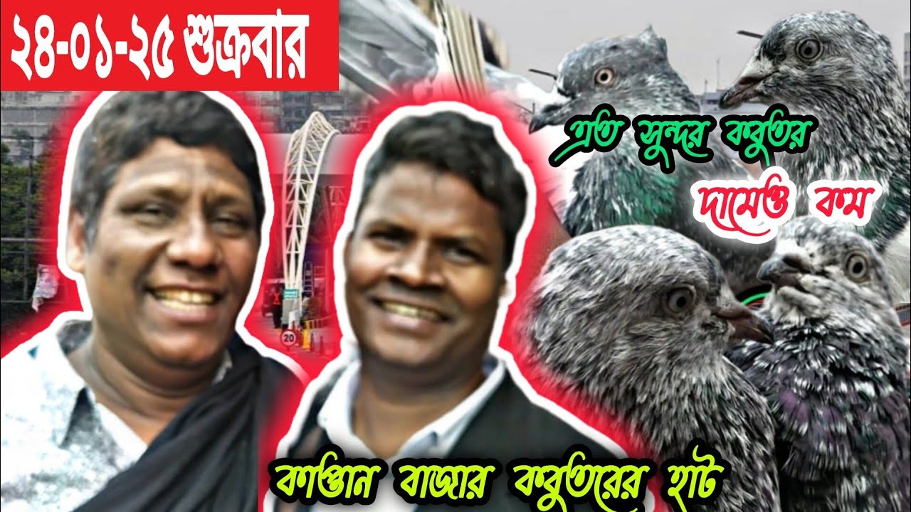 কাপ্তান বাজার  কবুতর হাট ২৪-০১-২০২৫|| kobutor hat 2025|pigeon market in bd| Kaptan bazar kobutor hat