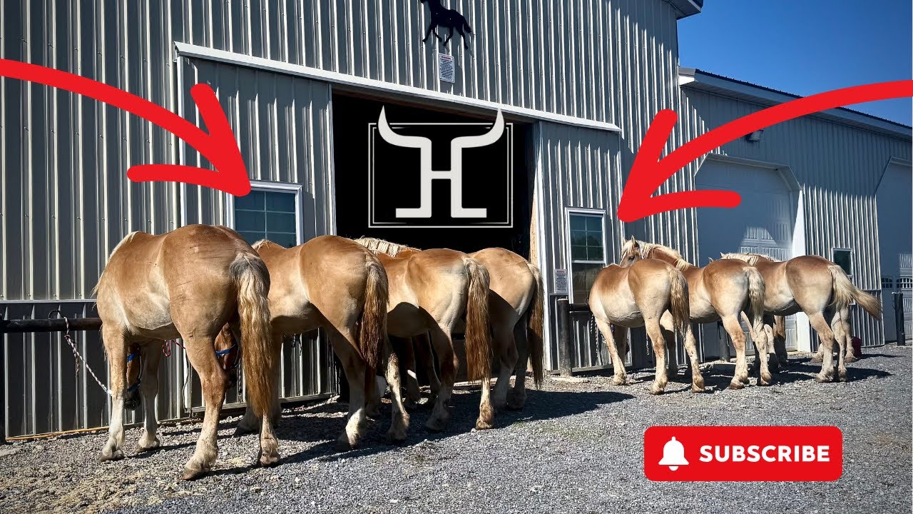 Belgian Draft Horse's  for Sale | Meet the Herd: Stallion, Mares & Behind the Scenes