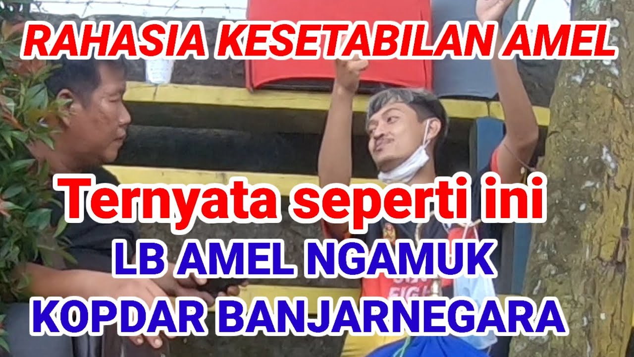 LB AMEL ngamuk KUNCI RAHASIA KESETABILAN LOVEBIRD FIGTER  TERNYATA SEPERTI INI figter untul