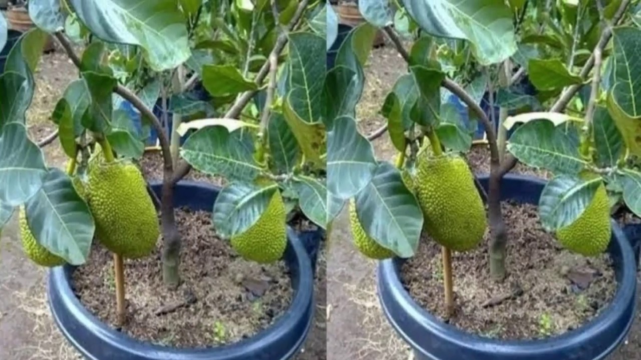 দেখে নিন কাঠাঁল গাছ কিভাবে কলম করবেন  ,kathal gach kolom korar niyom,