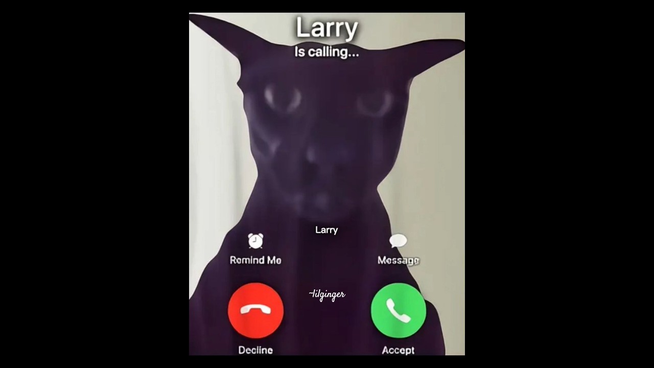 LARRY IS CALLING😨 pick up!!! #catshorts #funnymemes #fyp #youtubeshorts #trending