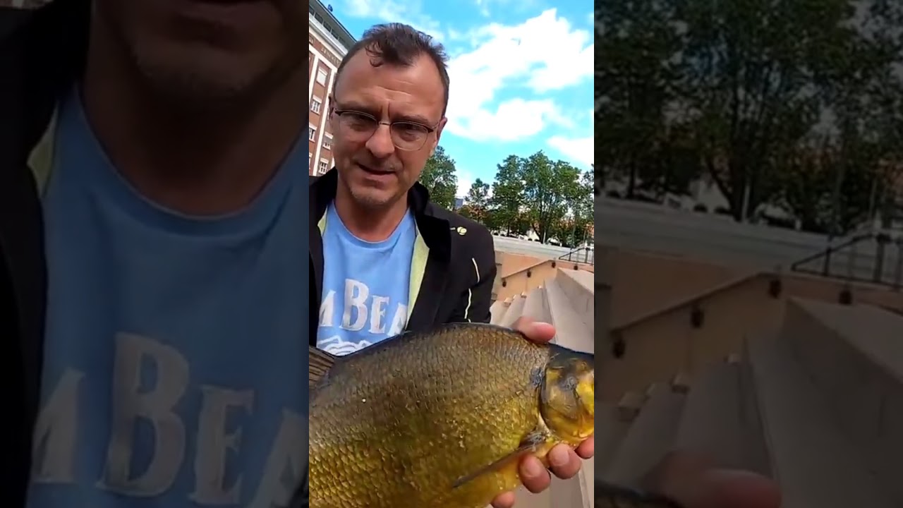 ЛЕЩ 219 #fishing #рыбалка #angeln #p&ecirc;che #釣魚