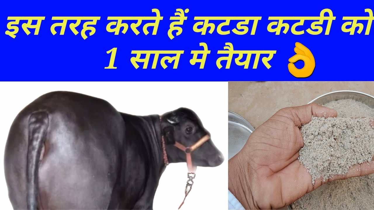कटड़ा कटड़ी को इस तरह से करते हैं 12 महीने में तैयार || Prepare katda katdi in 12 months by this way