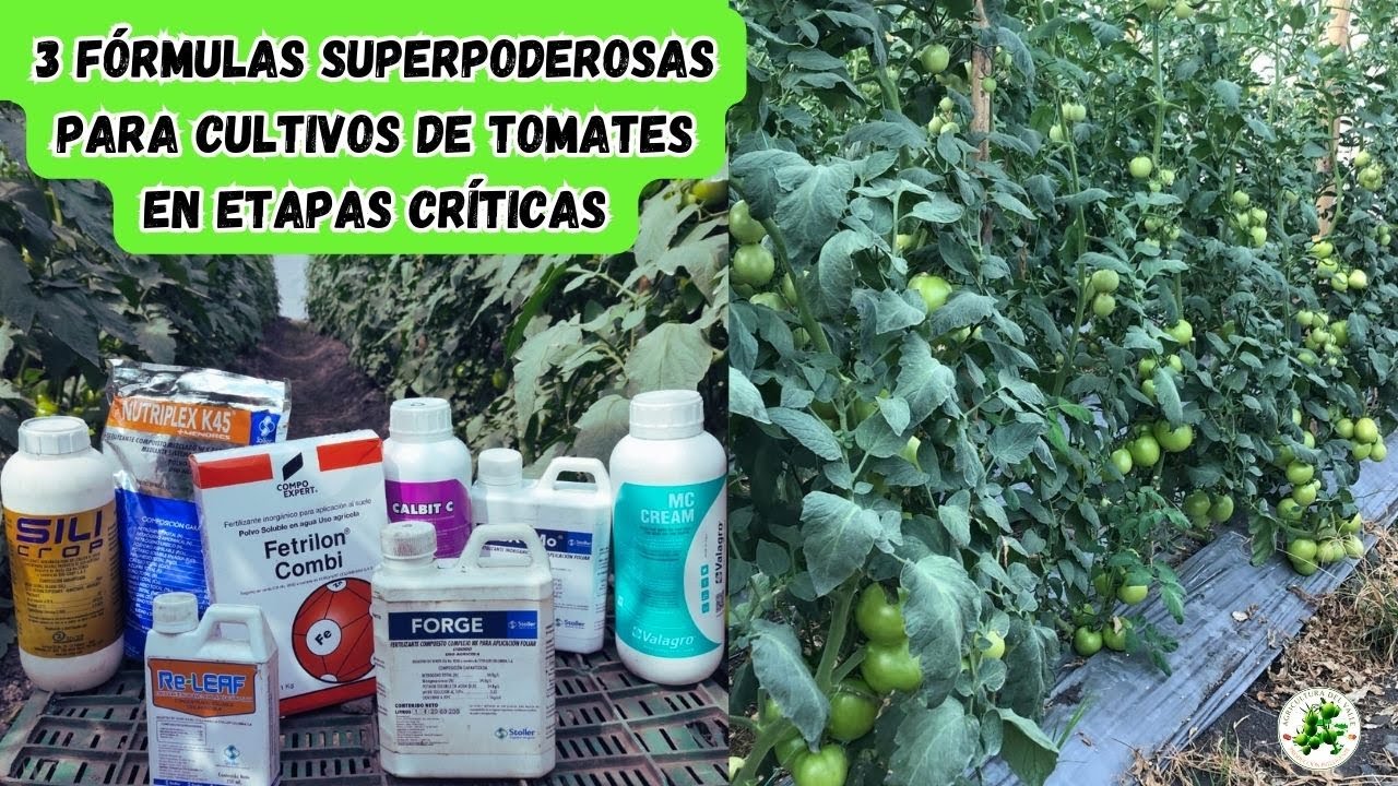 Las 3 FÓRMULAS que todo agricultor de tomates debe aprender