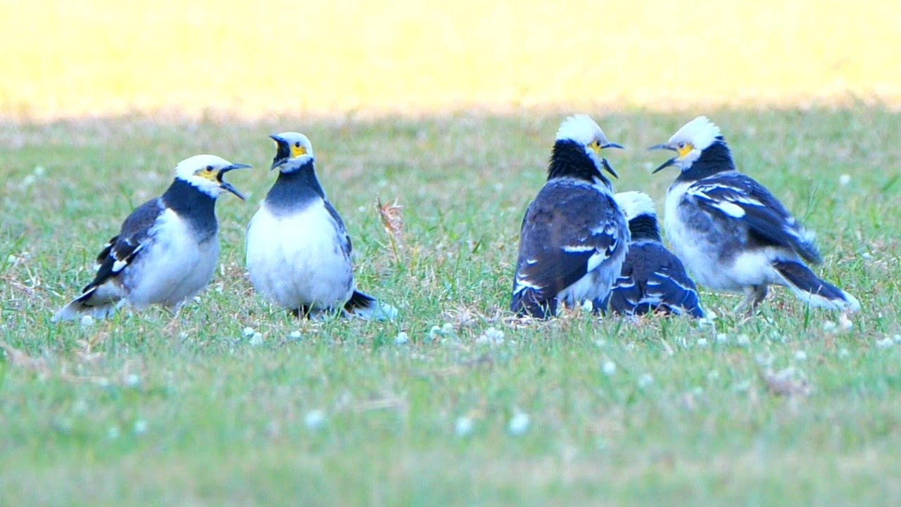 เสียงนกกิ้งโครง เสียงนกกิ้งโครงคอดำร้อง Black-collared starling sound